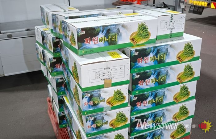 달성군 화원 미나리, 가락시장에 떴다