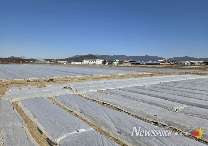 한파에 대비해 부직포를 덮어놓은 마늘밭