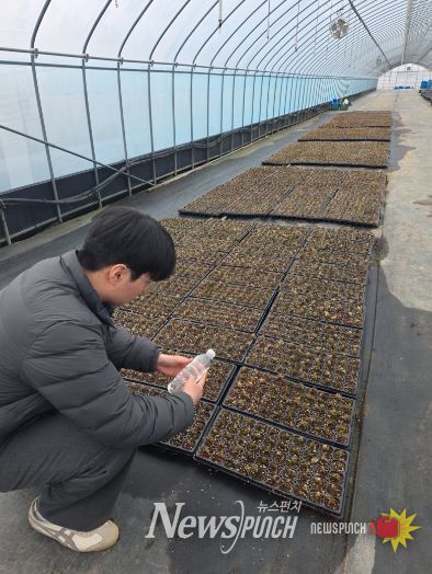 금산천 데크길 꽃잔디 종자