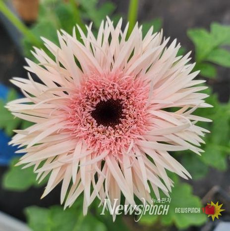 기후변화 적응형 화훼류 신품종 개발