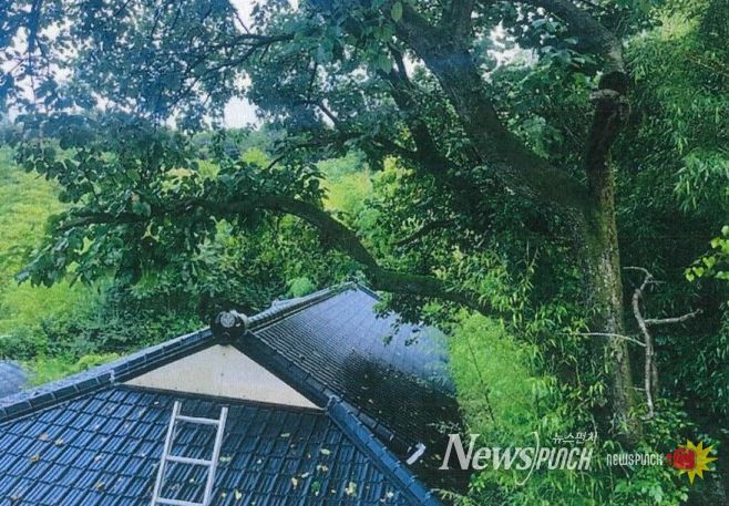 청주시, 가옥피해 위험 있는 수목 제거사업 추진