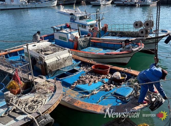 꼼치 사진-여수연안 꼼치 어획 현장