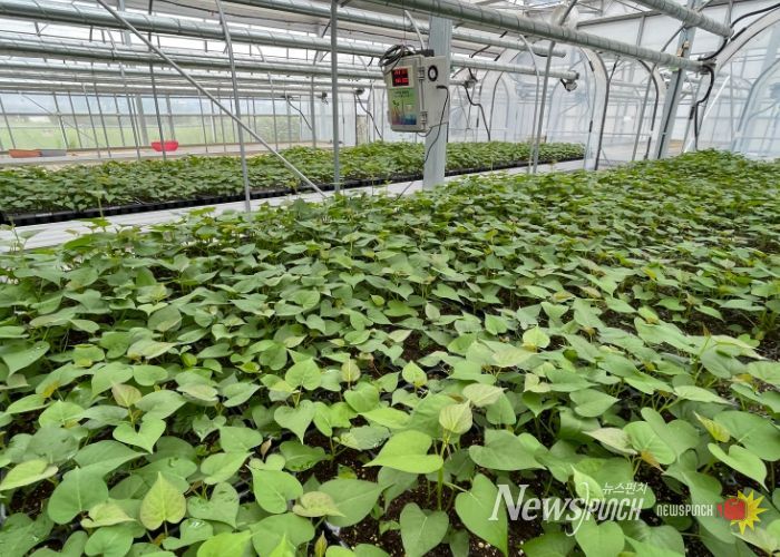 완주군, 고구마 조직배양 무병묘 분양 접수