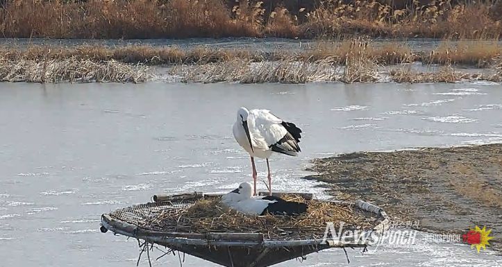 서산버드랜드 황새 부부, 4년 연속 번식 성공