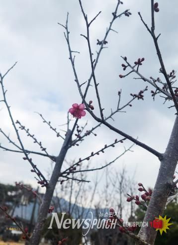 강진 첫 ‘홍매화’ 개화에 강진청자축제 기대감 증폭