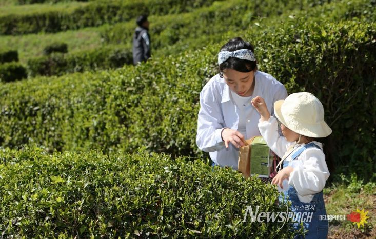 보성군, 제49회 보성다향대축제 5월 1~5일 개최_다향대축제에서 찻잎따기 체험을 하고 있다