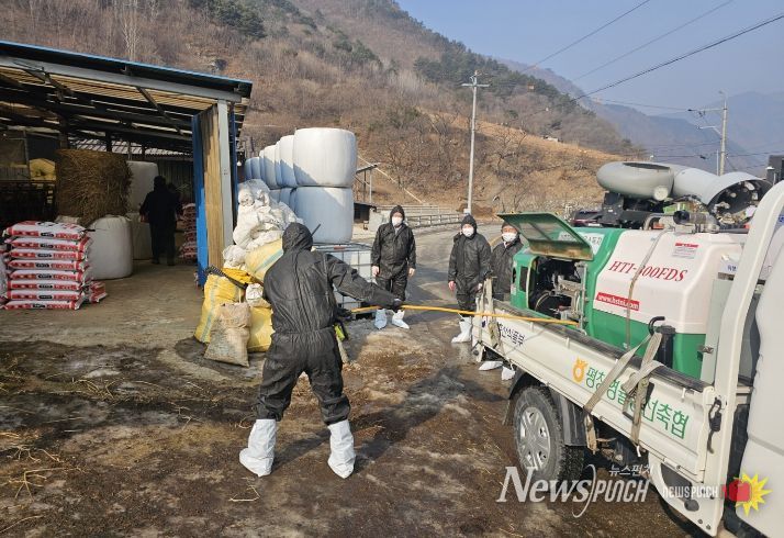 정선군, 설 연휴 대비 가축전염병 차단 합동 특별방역 추진