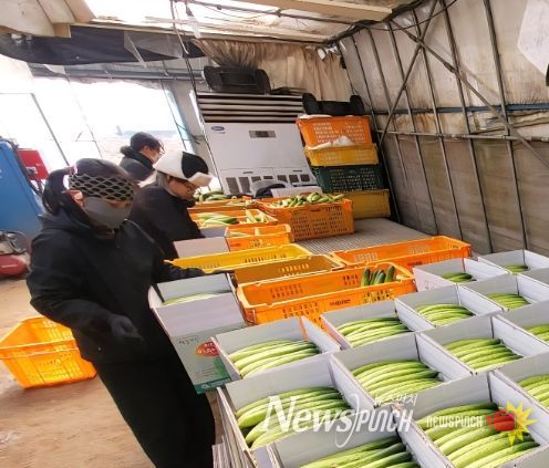 1. 천안 하늘그린오이 재배 농가가 수확한 오이를 상자에 담고 있다.