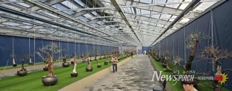 한국선비매화공원 분매원에 매화 분재들이 전시된 모습