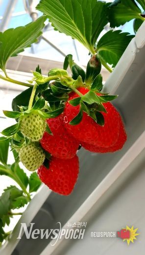 청년창업 농업대전환과 모집 관련3(딸기)