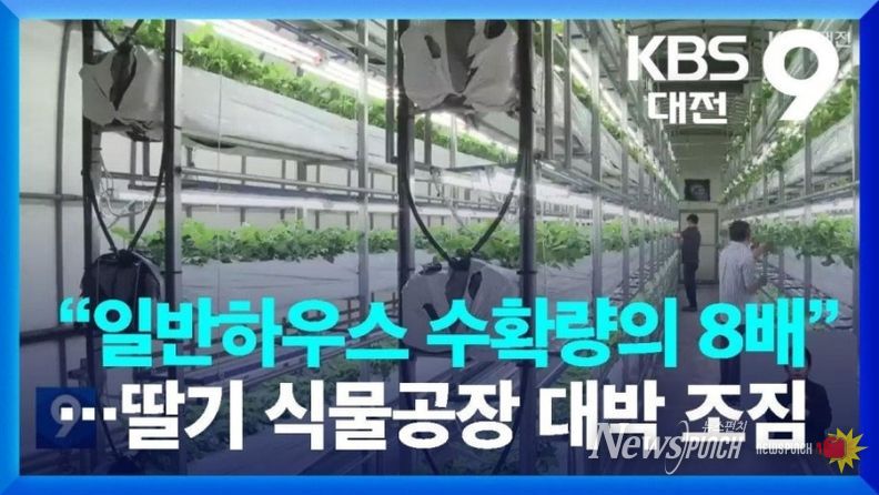 딸기 식물공장 프로젝트 본격 추진