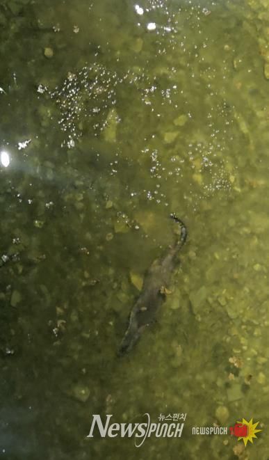 충북 괴산군 에코브릿지 아래 하천에서 천연기념물인 수달이 헤엄치며 먹이 활동을 하고 있다