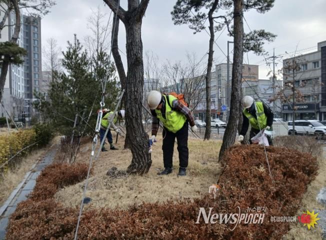 수원시 팔달구, 소나무 재선충병 방제완료