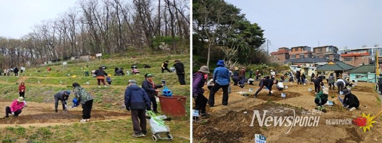 은평구 친환경 나눔텃밭 활동 모습