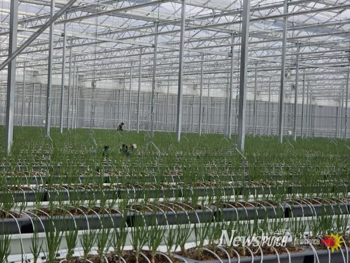 봉화군, 임대형 스마트팜 A동 2구역 쪽파 수확 앞둬