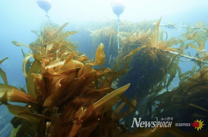 유용해조류 조성사업