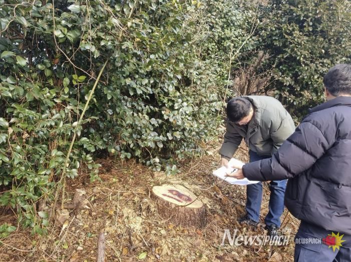 영암군, 소나무재선충병 210ha 집중방제 나선다