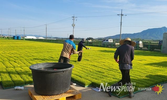 벼 재배 농가들이 벼 생육 초기 병해충 예방과 비래해충 확산 억제를 위해 육묘장 모판에 육묘 상자 처리제를 뿌리고 있다.