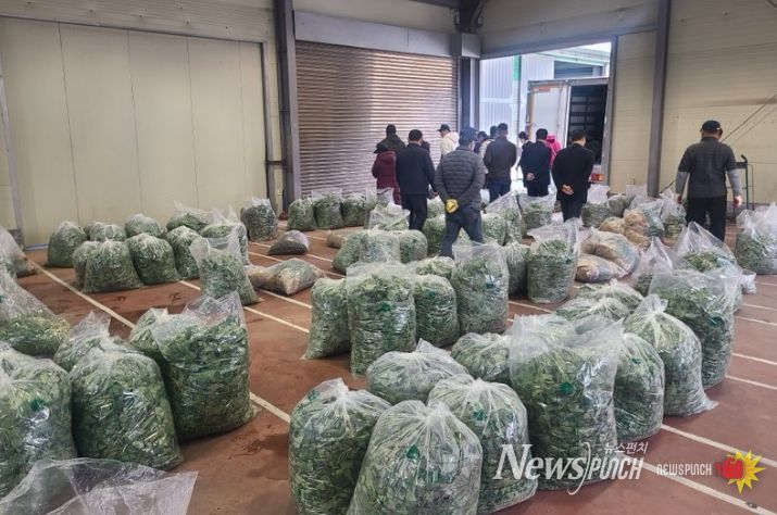 고성군, 봄 향기 가득한 제철 취나물 본격 출하