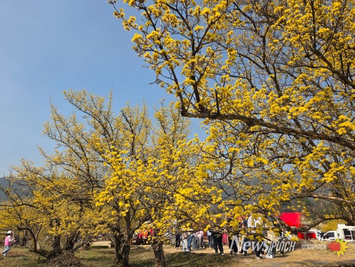 제27회 구례산수유꽃축제