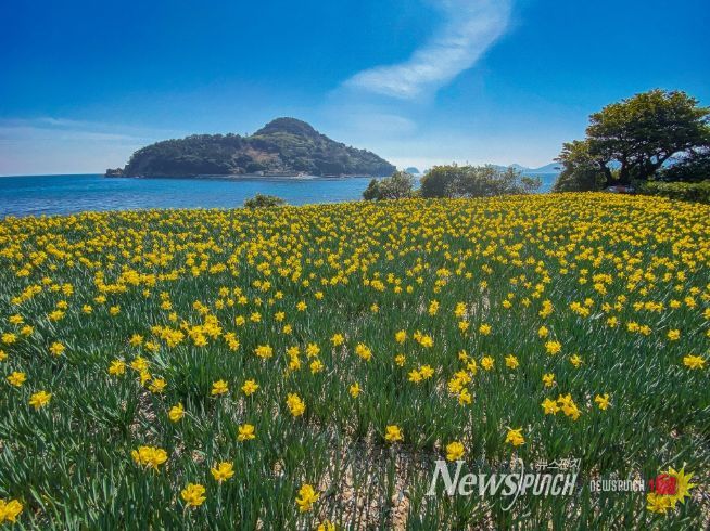 (거제)공곶이수선화