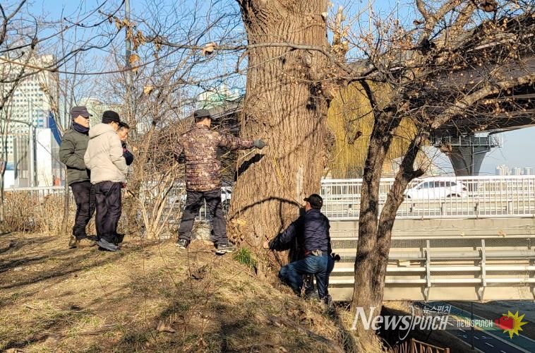 탄천2교 이태리포플러