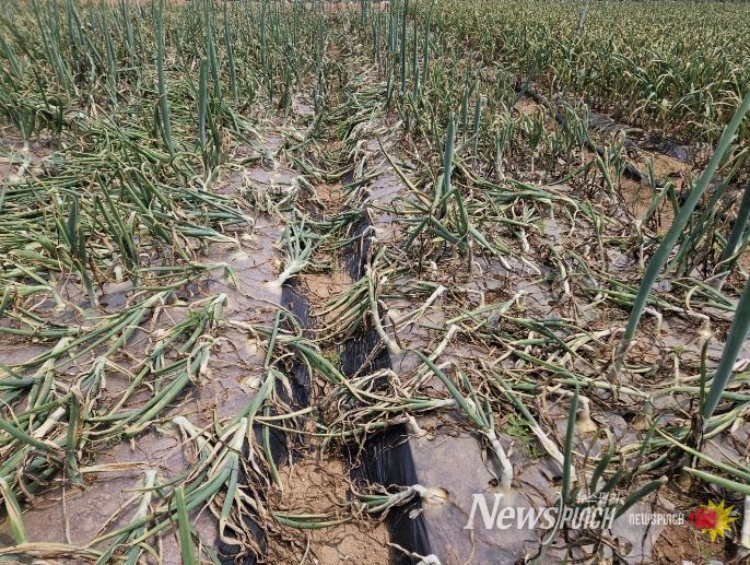 양파 노균병 발생주의