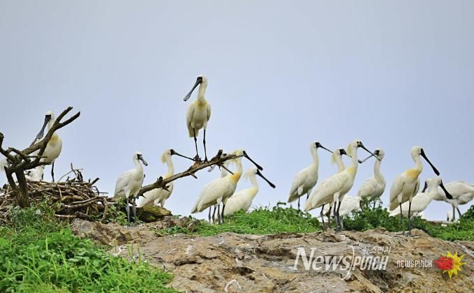 서천군, ‘국제 저어새의 날’ 기념 프로그램 운영