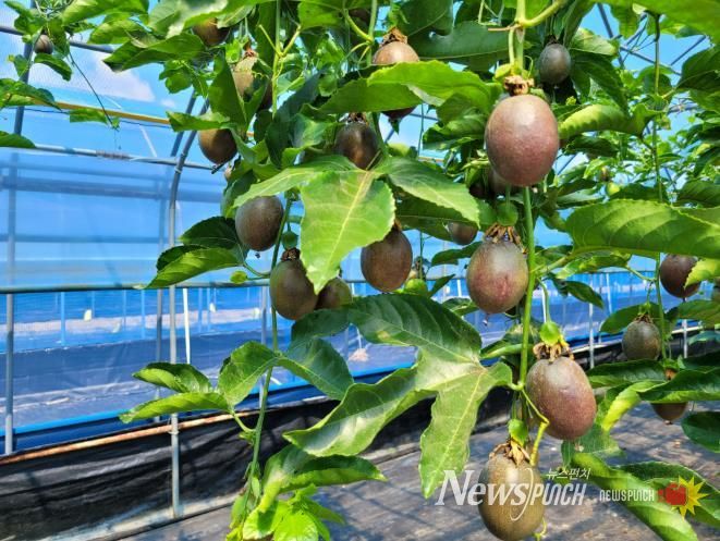 상큼한 남원 백향과, 2026년 수확 본격 시작