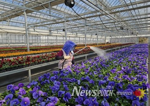 인천시 계양공원사업소, 직접 키운 봄꽃 35만 8천 본 공급