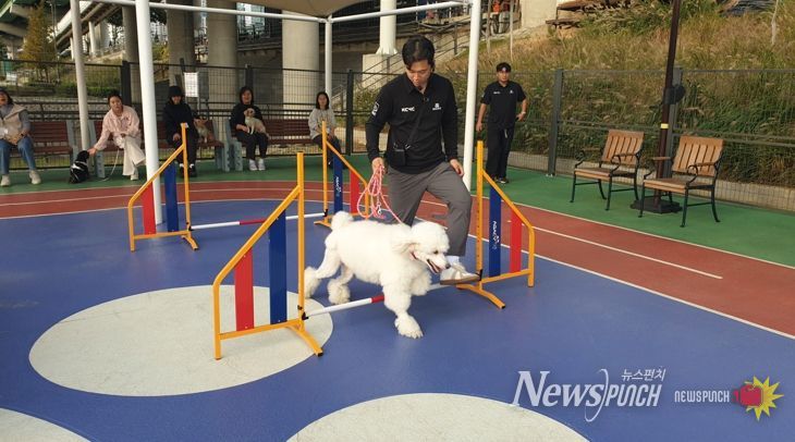 2025년 반려동물 문화교실에 참여한 반려견이 어질리티 교육을 받고있다