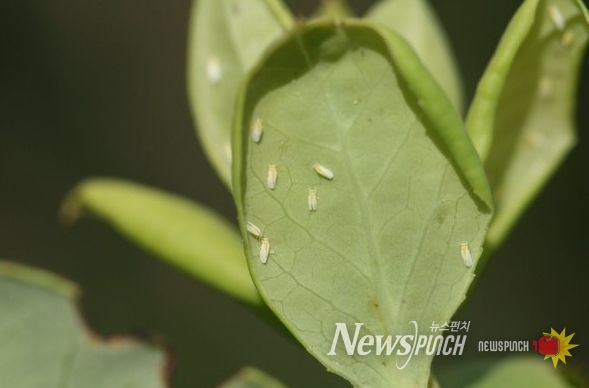 구기자 양분관리, 토양분석 후 정밀 시비가 핵심