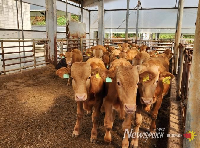 경기 한우 명품화