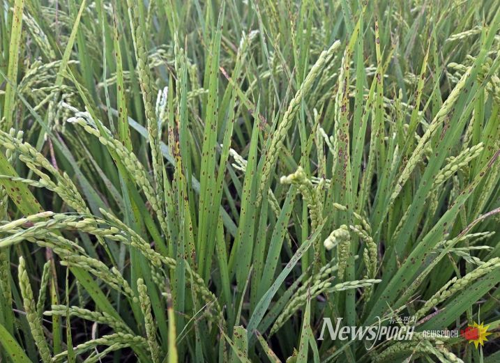 정읍시, 벼 영농철 앞두고 ‘깨씨무늬병’ 주의보…철저한 토양 관리 당부