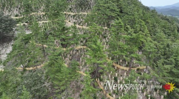 지난해 완도군에서 추진한 _섬 숲 경관 복원 사업_ 대상지인 고금면 청용리 산 전경