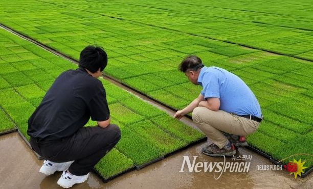 영광군, 벼 안전육묘 현장 기술지원 본격 추진