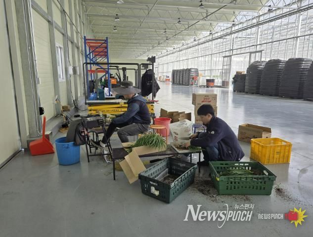 봉화군, 임대형 스마트팜 청년농 양액재배 쪽파 출하 한창