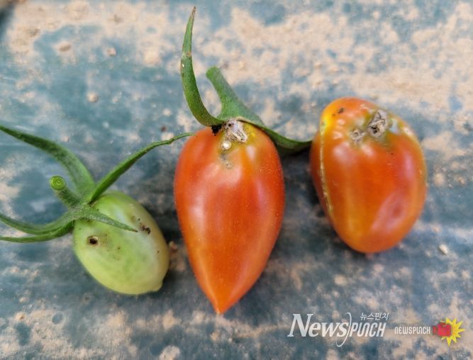 토마토뿔나방 사전방제 교육