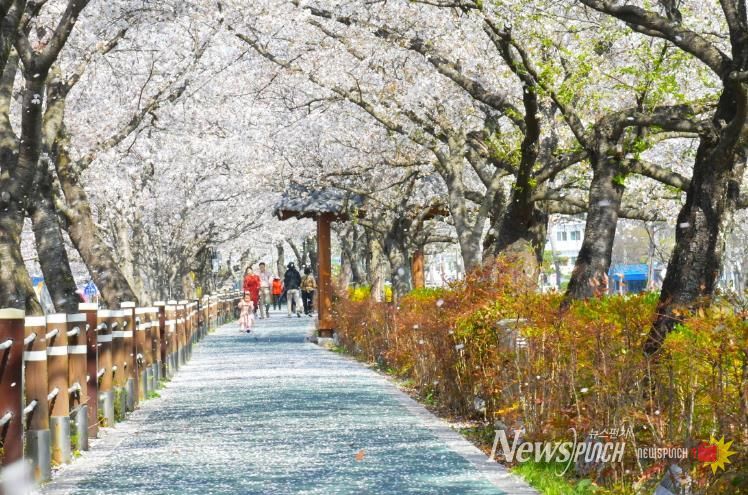 순창 ‘옥천골 벚꽃축제’ 4월 2일 개막