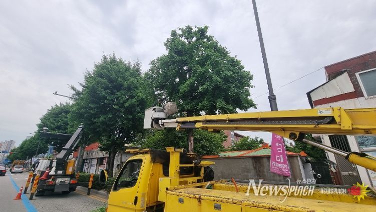 서구, 체계적 가로수 관리 추진
