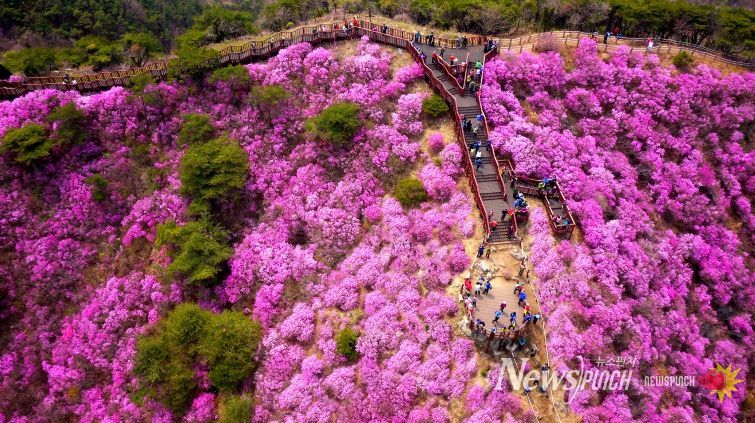 강화군, 고려산 진달래 꽃구경 행사 앞두고 상춘객 맞이 준비 박차