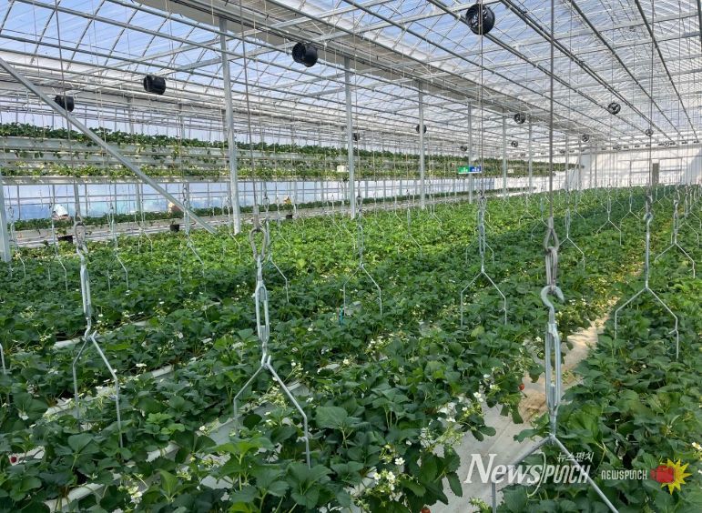 청년농업인 임대형 스마트팜 전경