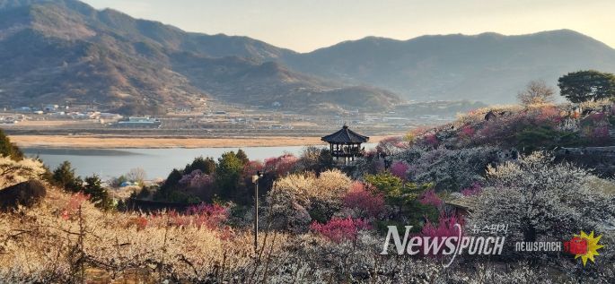제25회 광양매화축제, 매화 만개 속 방문객 발길