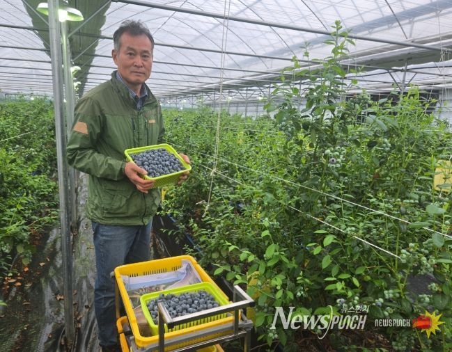 영동군, 하우스 블루베리 첫 출하