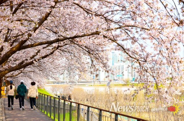 지난해 방문객들이 도림천 벚꽃길을 산책하고 있다.