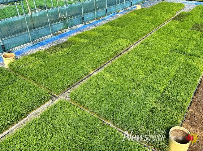 충북농기원, 벼농사 첫걸음 _볍씨 소독_ 당부(못자리 육묘관리)