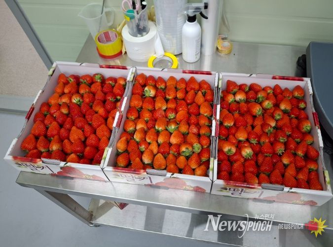 스마트팜 딸기 기부로 지역사회 온기 더하다