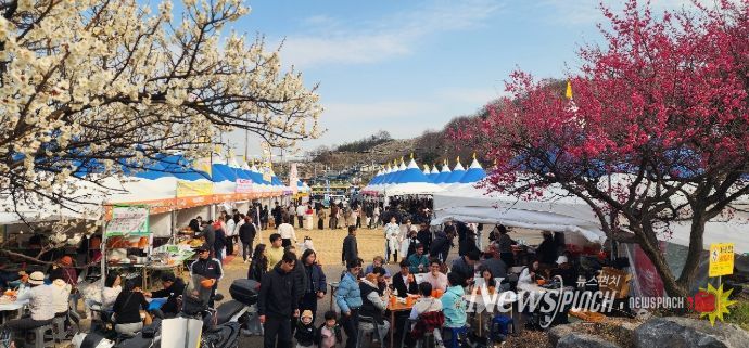 광양매화축제, 71만 흥행