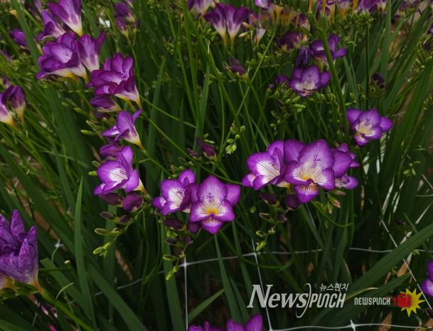신품종 ‘딥보라문’