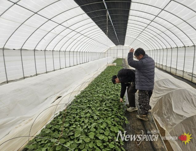 고구마 육묘 관리 현장